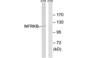Western Blotting (WB) image for anti-Nuclear Factor Related To KappaB Binding Protein (NFRKB) (AA 463-512) antibody (ABIN2890467) (NFRKB antibody  (AA 463-512))