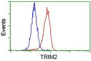 Image no. 3 for anti-Tripartite Motif Containing 2 (TRIM2) (AA 1-100), (AA 1500-1600) antibody (ABIN1490539) (TRIM2 antibody  (AA 1-100, AA 1500-1600))