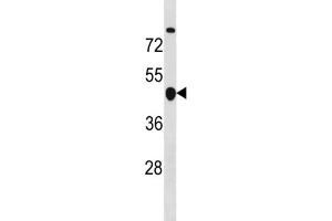 Western Blotting (WB) image for anti-Cyclin B2 (CCNB2) antibody (ABIN3004555) (Cyclin B2 antibody)