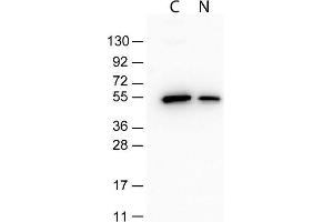 Western Blotting (WB) image for TrueBlot® Immunoprecipitation and Western Blot Kit for DYKDDDDK (FLAG®) Epitope Tag (ABIN6809839)