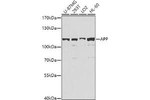 Western Blotting (WB) image for anti-Amyloid beta (A4) Precursor Protein (APP) (AA 190-290) antibody (ABIN3020680)