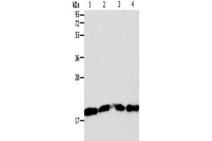 Western Blotting (WB) image for anti-Second Mitochondria-Derived Activator of Caspase (DIABLO) antibody (ABIN2422156) (DIABLO antibody)