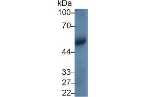 Detection of CD4 in THP1 cell lysate using Monoclonal Antibody to Cluster Of Differentiation 4 (CD4) (CD4 antibody  (AA 26-390))