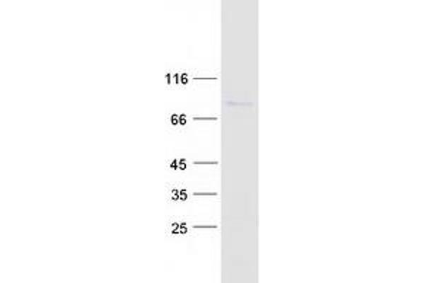 PAN3 Protein (Myc-DYKDDDDK Tag)