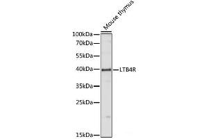 Western blot analysis of extracts of Mouse thymus using LTB4R Polyclonal Antibody at dilution of 1:1000. (Leukotriene B4 Receptor/BLT antibody)