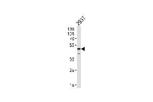 Western blot analysis in 293T cell line lysates (35ug/lane). (YBX1 antibody  (AA 149-178))