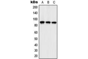 Western blot analysis of ZC3H11A expression in Ramos (A), mouse spleen (B), H9C2 (C) whole cell lysates. (ZC3H11A antibody  (Center))