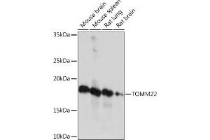 Western blot analysis of extracts of various cell lines, using TOMM22 Rabbit mAb (ABIN7270930) at 1:1000 dilution. (TOMM22 antibody)