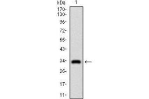 Western Blotting (WB) image for anti-Goosecoid Homeobox (GSC) (AA 191-257) antibody (ABIN1845980) (GSC antibody  (AA 191-257))