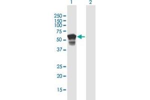 Western Blot analysis of NF2 expression in transfected 293T cell line by NF2 MaxPab polyclonal antibody. (Merlin antibody  (AA 1-507))