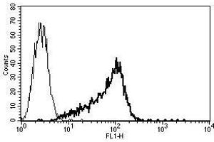 A typical staining pattern with the B-G25 monoclonal antibody of KG1a cell line (CD34 Class I antibody)