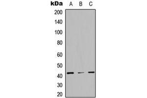 Western blot analysis of STAC3 expression in HEK293T (A), NS-1 (B), PC12 (C) whole cell lysates. (STAC3 antibody  (Center))