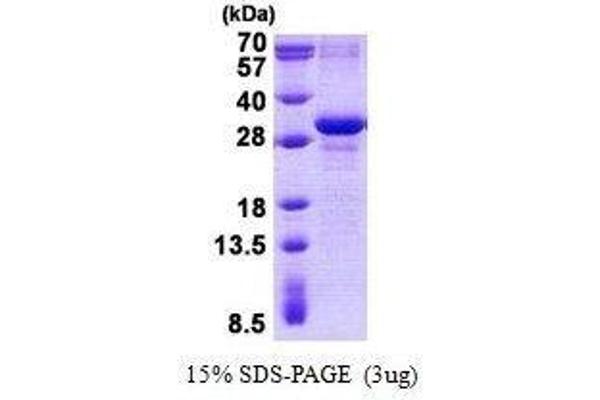 MXD3 Protein