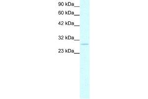 Prohibitin antibody used at 1-2 ug/ml to detect target protein. (Prohibitin antibody  (C-Term))