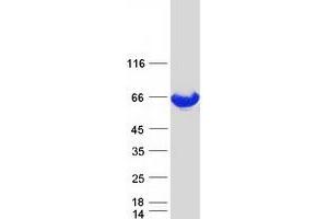 Validation with Western Blot (PKM2 Protein (Transcript Variant 2) (Myc-DYKDDDDK Tag))