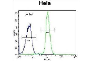 Flow Cytometry (FACS) image for anti-ADP-Ribosylhydrolase Like 2 (ADPRHL2) antibody (ABIN3004293) (ADPRHL2 antibody)