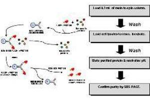 Image no. 2 for DYKDDDDK Tag Immunoprecipitation Kit (ABIN965408) (DYKDDDDK Tag Immunoprecipitation Kit)