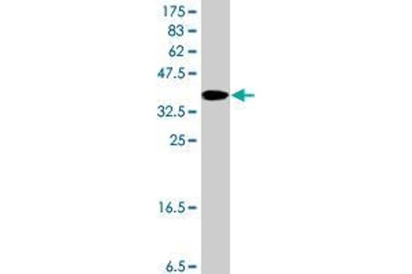 NSD1 antibody  (AA 2-109)