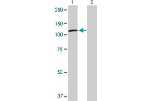 Western Blotting (WB) image for NRP2 293T Cell Transient Overexpression Lysate(Denatured) (ABIN1334268)