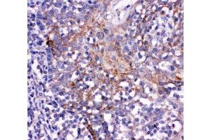 IHC-P: CD244 antibody testing of human tonsil tissue (2B4 antibody  (C-Term))