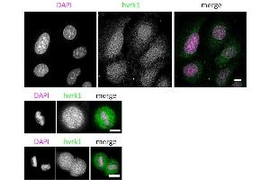 Immunofluorescence (IF) image for anti-Vaccinia Related Kinase 1 (VRK1) (N-Term) antibody (ABIN2452161)