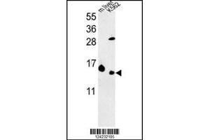 Western blot analysis in K562 cell line and mouse liver tissue lysates (35ug/lane). (RPL37 antibody  (C-Term))