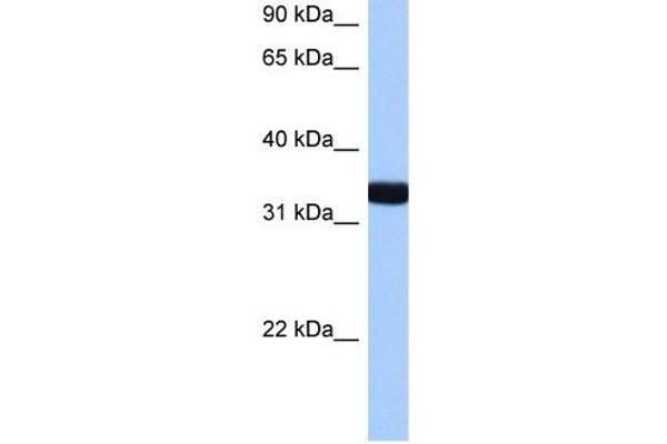 GTPase, IMAP Family Member 1 (GIMAP1) (N-Term) anticorps