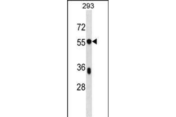 BSDC1 antibody  (C-Term)