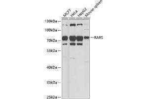 RARS antibody  (AA 1-300)