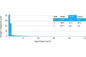 Analysis of Protein Array containing more than 19,000 full-length human proteins using CD80 Mouse Monoclonal Antibody (C80/2776) Z- and S- Score: The Z-score represents the strength of a signal that a monoclonal antibody (Monoclonal Antibody) (in combination with a fluorescently-tagged anti-IgG secondary antibody) produces when binding to a particular protein on the HuProtTM array. (CD80 antibody  (AA 35-142))