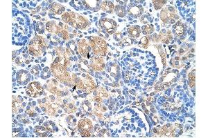 HSPB1 antibody was used for immunohistochemistry at a concentration of 4-8 ug/ml to stain Epithelial cells of renal tubule (arrows) in Human Kidney. (HSP27 antibody  (C-Term))