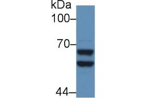 Western blot analysis of Mouse Liver lysate, using Rat a2PI Antibody (5 µg/ml) and HRP-conjugated Goat Anti-Rabbit antibody ( (alpha 2 Antiplasmin antibody  (AA 348-491))