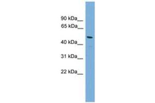 GJA8 antibody  (N-Term)