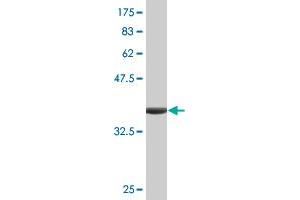 Western Blot detection against Immunogen (36. (Proteoglycan 4 antibody  (AA 1305-1404))