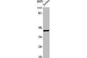 Western Blot analysis of Jurkat cells using PKR1 Polyclonal Antibody (Prokineticin Receptor 1 antibody  (N-Term))