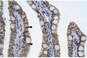 Human Intestine (PITX2 antibody  (N-Term))