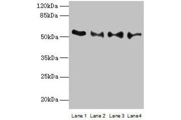 TRIM15 antibody  (AA 122-387)