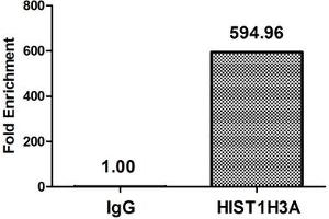 Chromatin Immunoprecipitation Hela (4*10 6 , treated with 30 mM sodium butyrate for 4h) were treated with Micrococcal Nuclease, sonicated, and immunoprecipitated with 5 μg anti-HIST1H3A (ABIN7139179) or a control normal rabbit IgG. (HIST1H3A antibody  (acLys36))