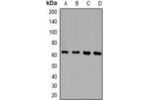 Western blot analysis of RLK expression in Jurkat (A), THP1 (B), mouse spleen (C), rat spleen (D) whole cell lysates. (TXK antibody)