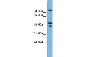 WB Suggested Anti-EXOC5 Antibody Titration: 0. (EXOC5 antibody  (N-Term))