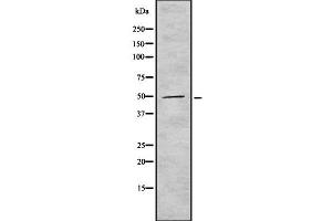 Western blot analysis SOX1 using HeLa whole cell lysates (SOX1 antibody  (Internal Region))