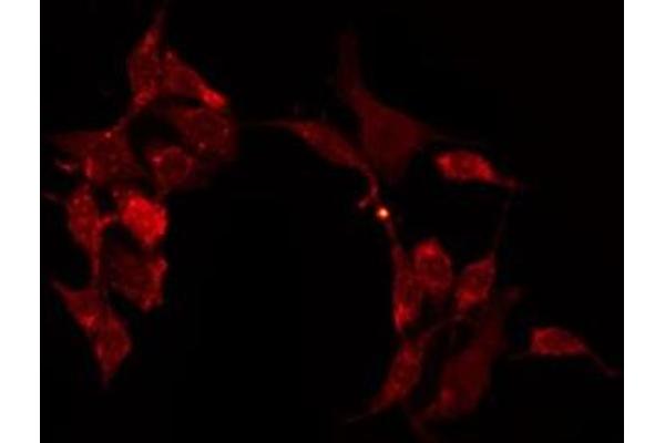 Contactin 6 antibody  (Internal Region)