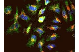 Immunofluorescence of HeLa cells showing strong punctate cytoplasmic labeling of LAMP1 corresponding to lysosomes and late endosomes in red. (LAMP1 antibody)