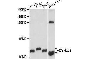 Western blot analysis of extracts of various cell lines, using DYNLL1 antibody (ABIN6291704) at 1:1000 dilution. (DYNLL1 antibody)