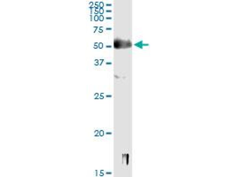 SOX9 Antibody (ABIN520382)