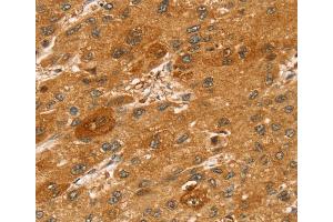 Immunohistochemistry (IHC) image for anti-Syntaxin 2 (STX2) antibody (ABIN2427363) (STX2 antibody)