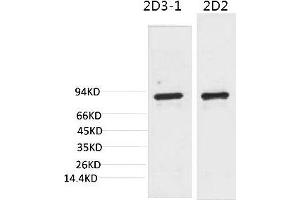 Western blot analysis of 1) 3T3, 2) Rat LiverTissue with PI3 Kinase P85α Mouse mAb diluted at 1:2000. (PIK3R1 antibody)