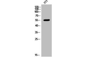 Western Blot analysis of 3T3 cells using MMP-8 Polyclonal Antibody (MMP8 antibody  (C-Term))