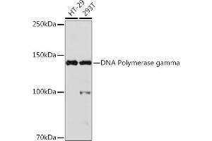 Western blot analysis of extracts of various cell lines, using DNA Polymerase gamma Rabbit mAb (ABIN1681071, ABIN3015441, ABIN3015442 and ABIN7101417) at 1:1000 dilution. (POLG antibody)