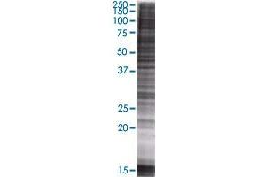 GMPS transfected lysate. (GMPS 293T Cell Transient Overexpression Lysate(Denatured))